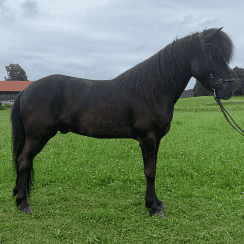 Villingur Verkaufspferd